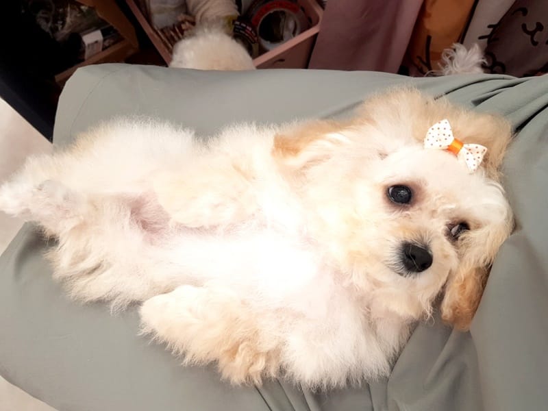 냥멍살롱 갤러리 18