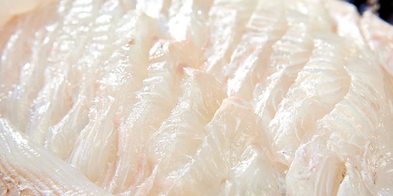 우럭회 (1kg)