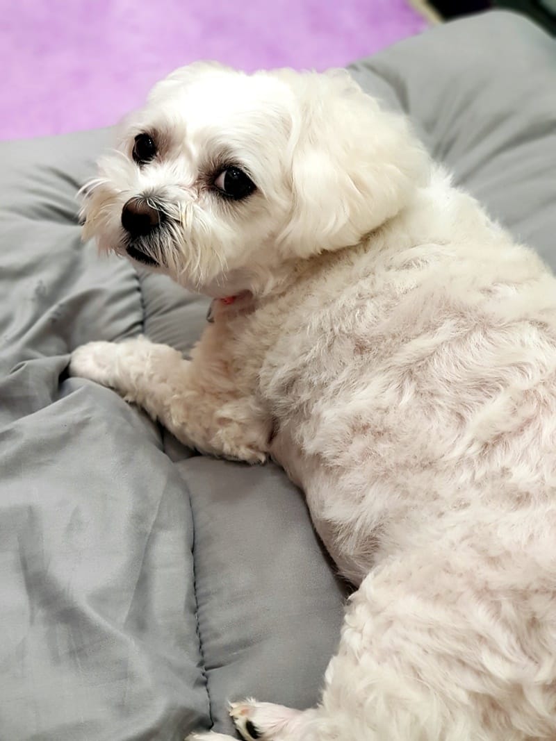 냥멍살롱 갤러리 13