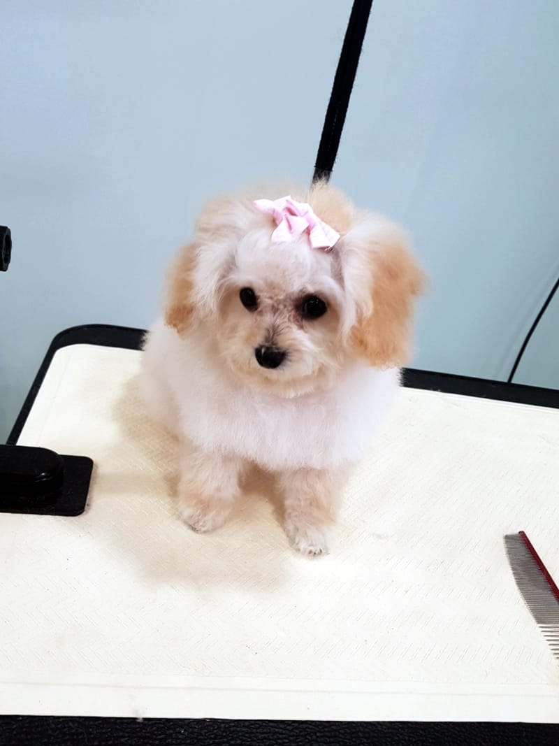냥멍살롱 갤러리 17